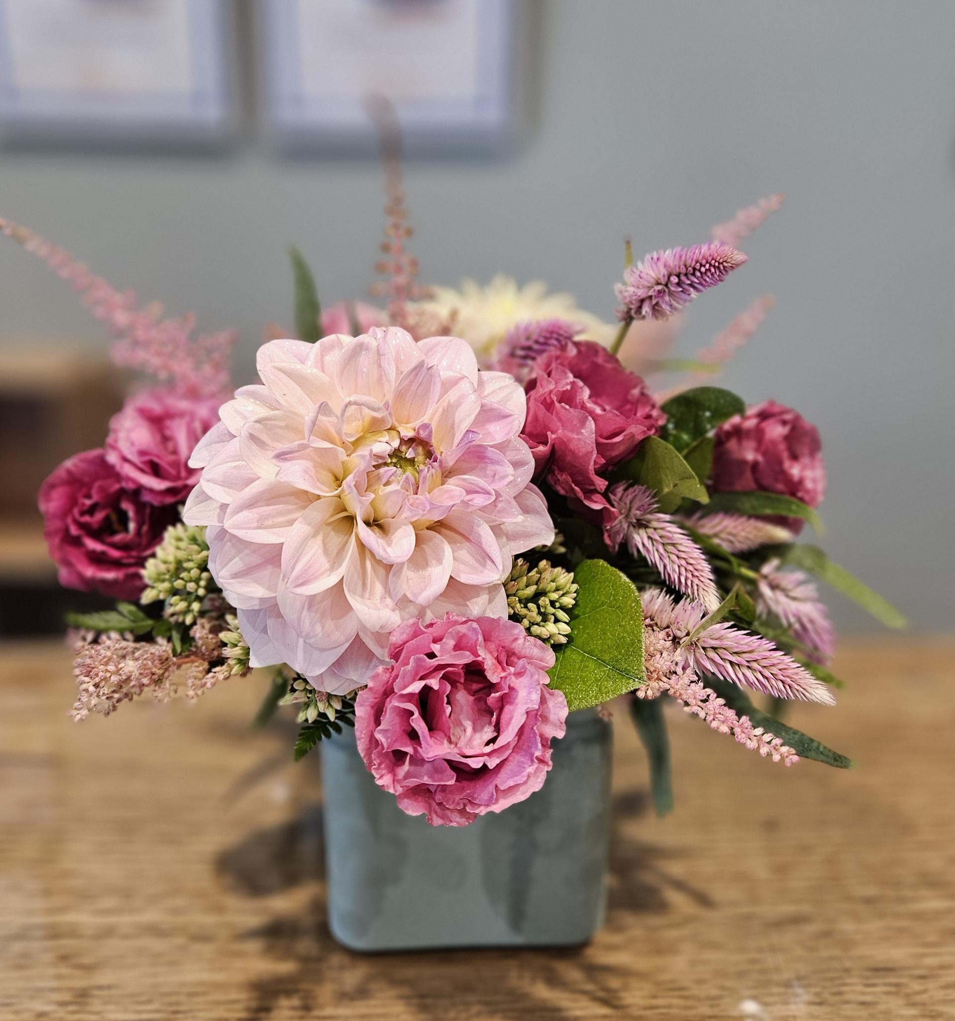 Dahlia Delight