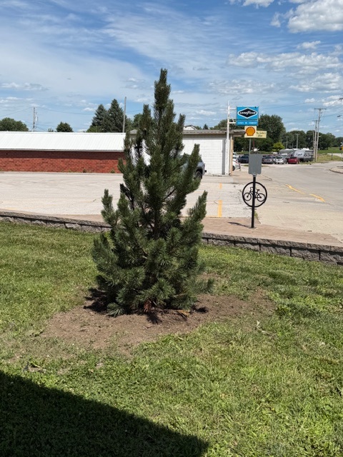 the new tree with a parking lot backdrop