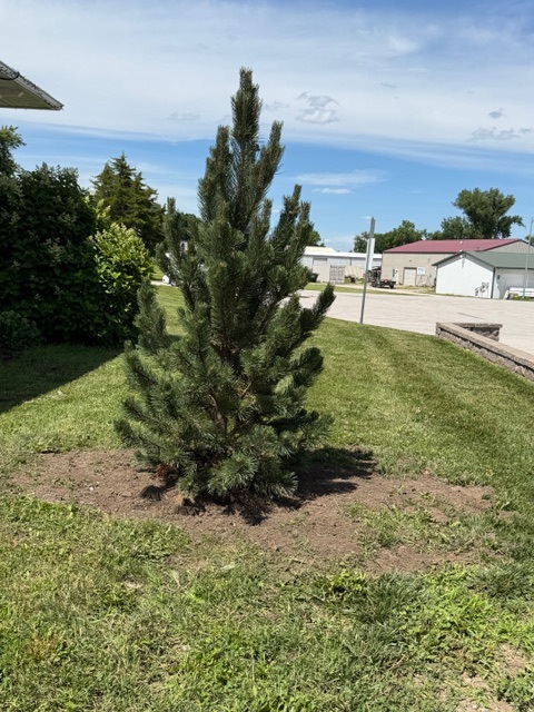 the new tree facing the street